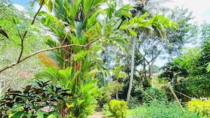 Un sentier bordé d’une végétation luxuriante et de palmiers.