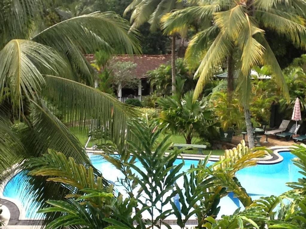 Una piscina rodeada de palmeras y follaje, con sillones y sombrillas al fondo.
