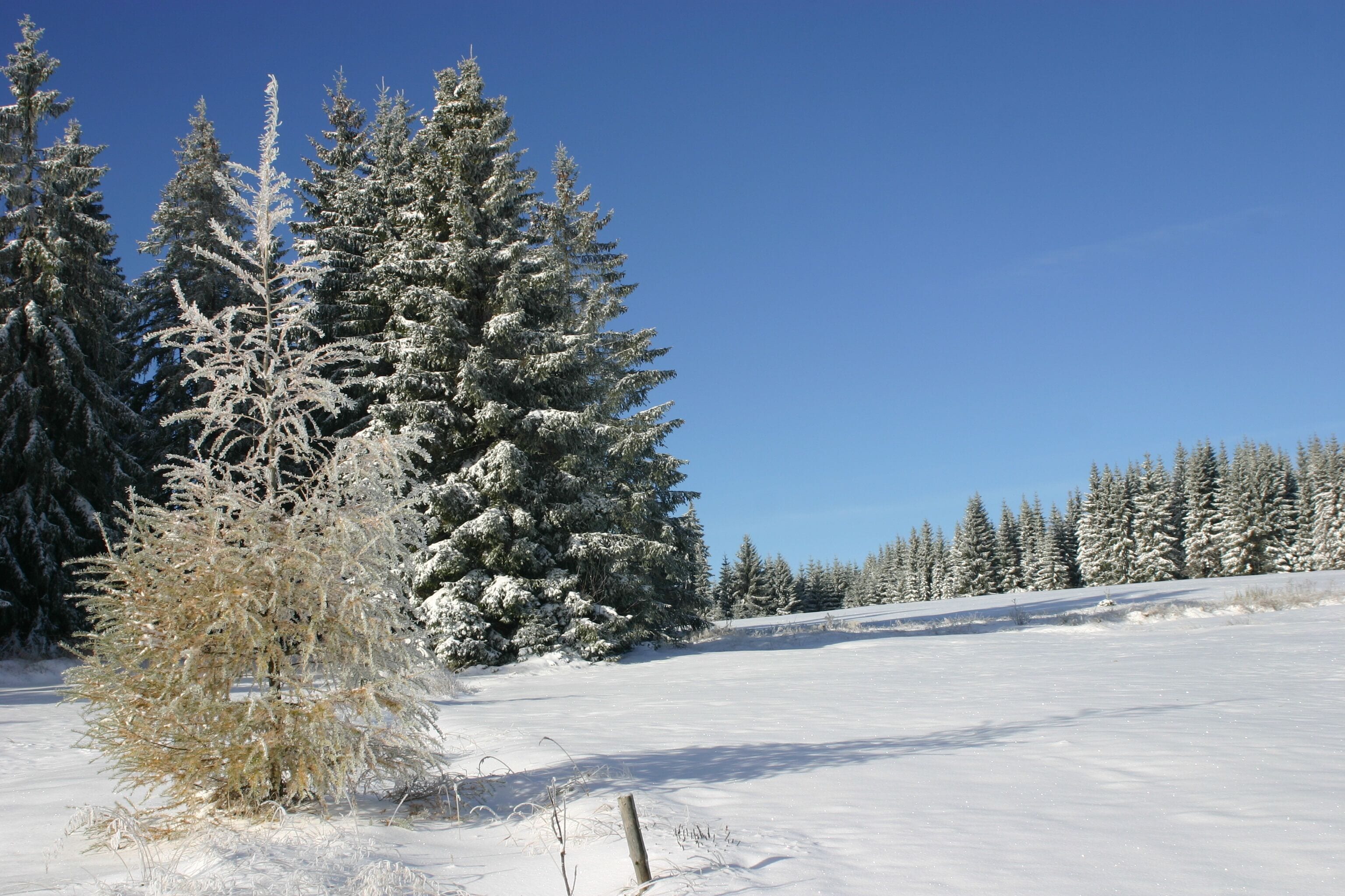 A snowy landscape with evergreen trees and a clear blue sky.
