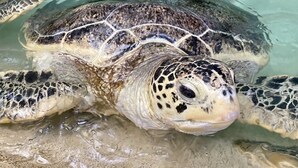 Een zeeschildpad zwemt in helder water.