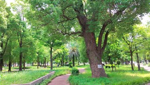 A park with a large tree, a pathway, and greenery. - Toyoko Inn Osaka Hankyu Juso Station Nishi (Osaka)
