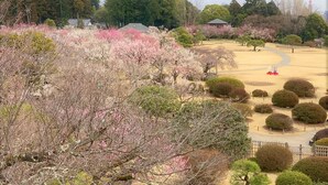 Un parc agrémenté de cerisiers en fleurs, d’un belvédère et d’arbustes taillés avec soin.
