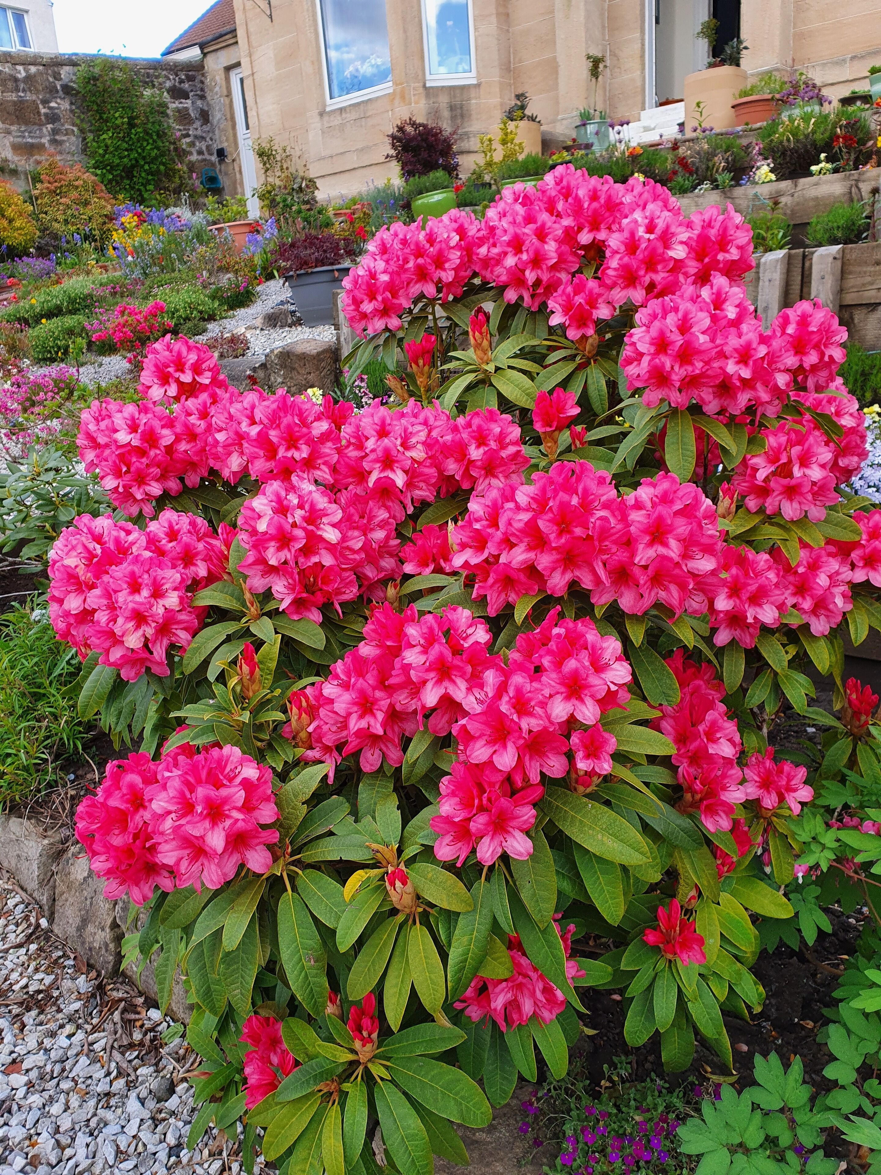 A garden with a variety of flowering plants, including prominent pink rhododendrons, in front of a stone building with windows.