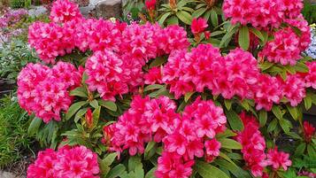 A garden with a variety of flowering plants, including prominent pink rhododendrons, in front of a stone building with windows.