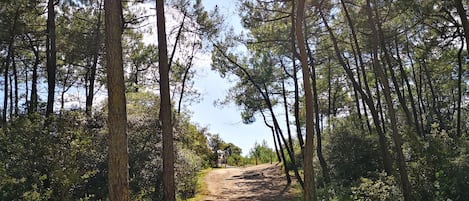 Un sendero en el bosque rodeado de altos árboles y un cielo despejado.