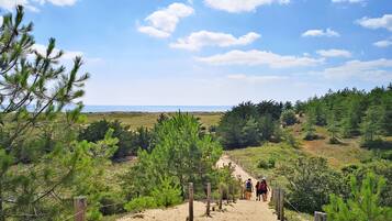 A sandy path leading to a beach with a clear view of the ocean and a forested area.
