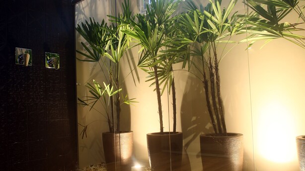 A room with wooden flooring, a large window, and three potted plants against a wall. - Zaya Motel Premium - Adults Only (Florianópolis)