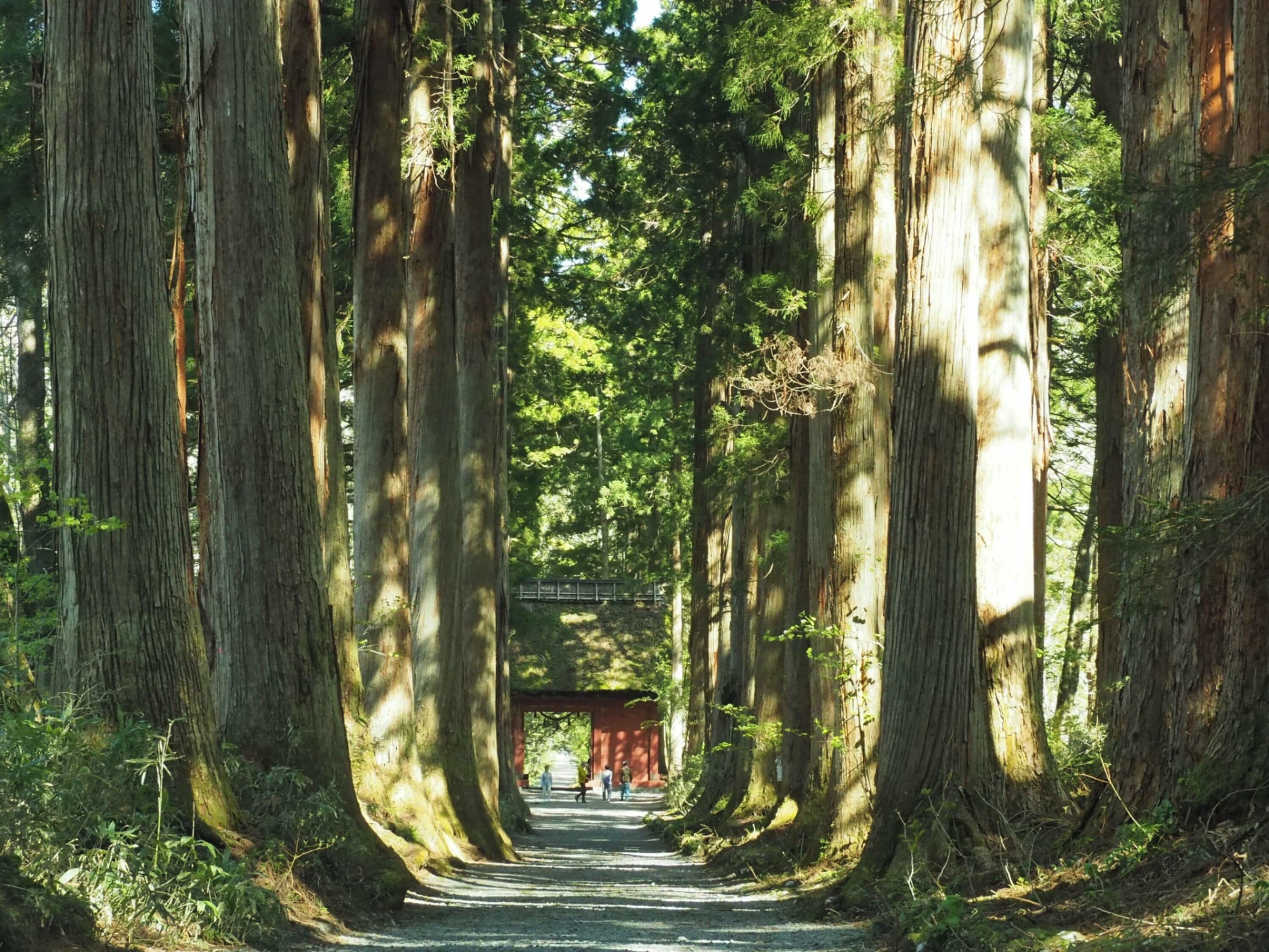 Un sentier forestier bordé de grands arbres, avec une structure rouge visible au loin.
