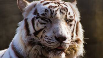 A tiger with distinctive white fur and black stripes.