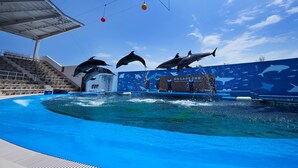 A dolphin show at a water park with a clear blue sky. - Toyoko Inn Sendai Station Nishi Chuo (Sendai)
