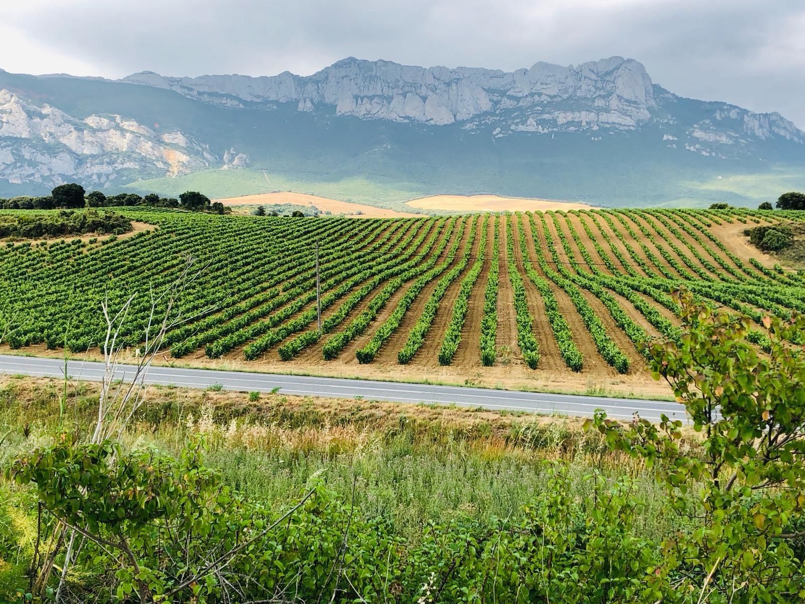 A vineyard with rows of grapevines, a road in the foreground, and mountains in the background.