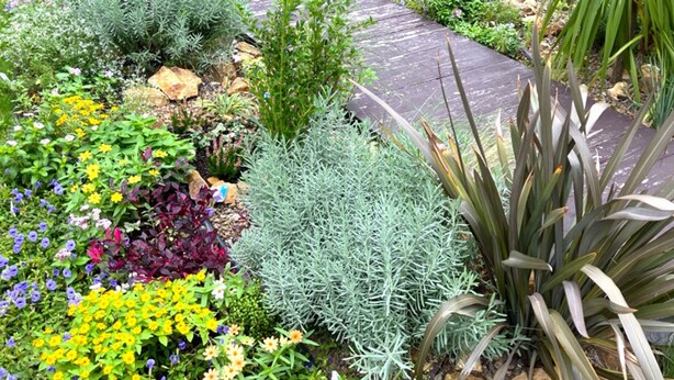 A garden pathway with various plants and flowers.