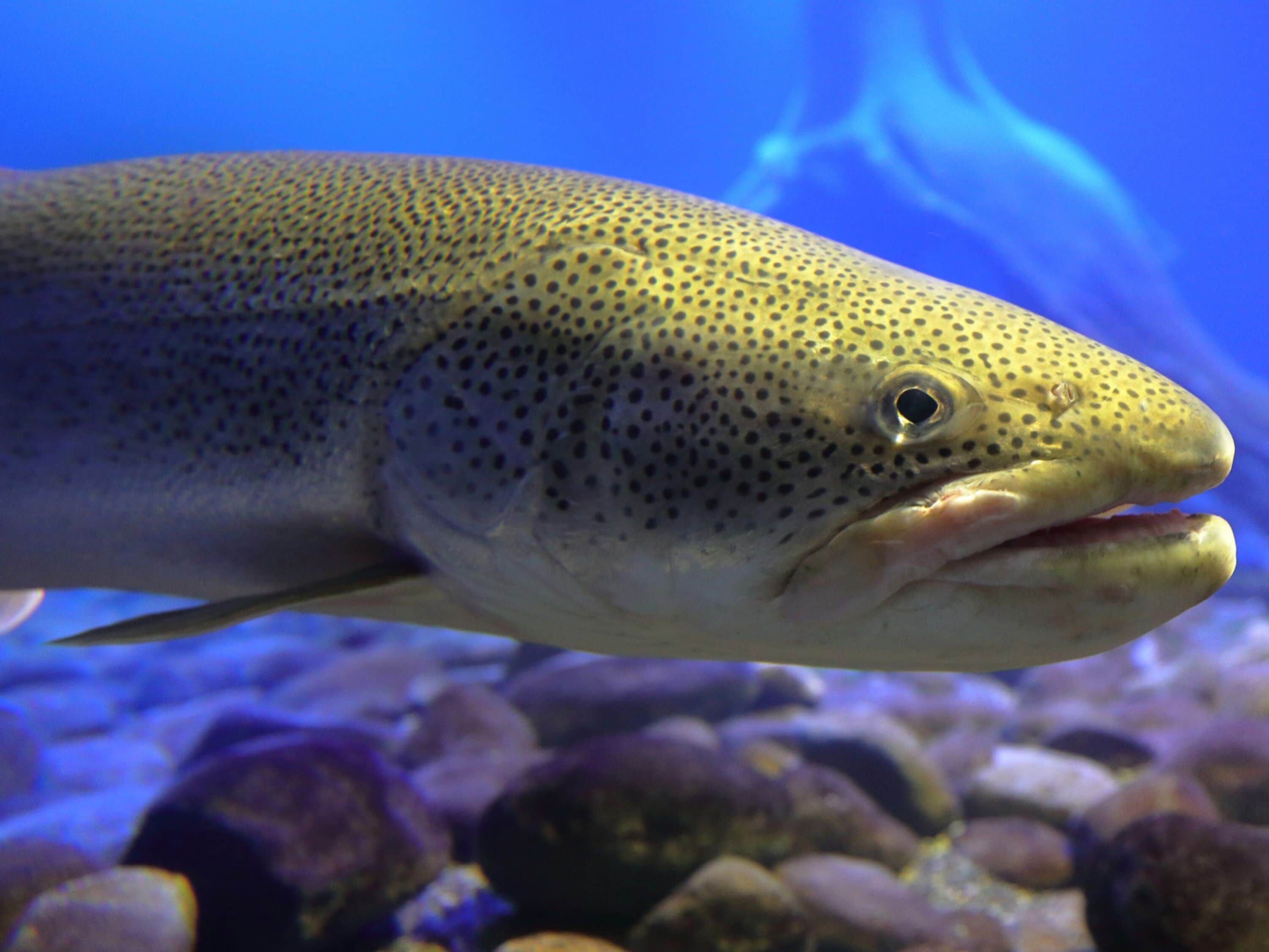 A fish with a speckled pattern swimming in water.