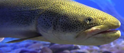 Un poisson aux motifs tachetés nageant dans l’eau.