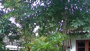 Un bâtiment blanc doté d’une terrasse en bois et d’un jardin où poussent différentes plantes, ainsi qu’un petit arbre.