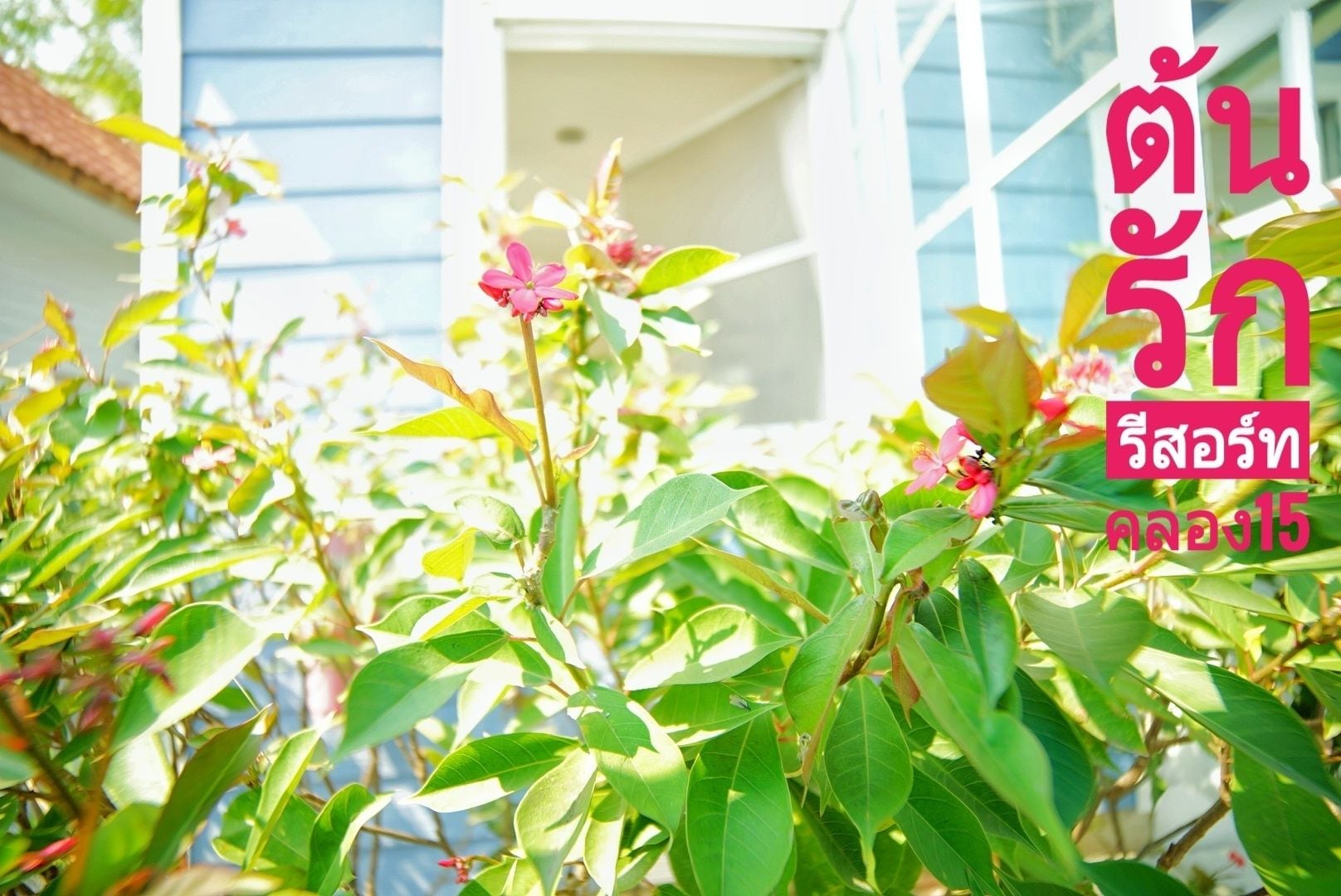 A lush green plant with pink flowers in front of a building with white walls and a window.
