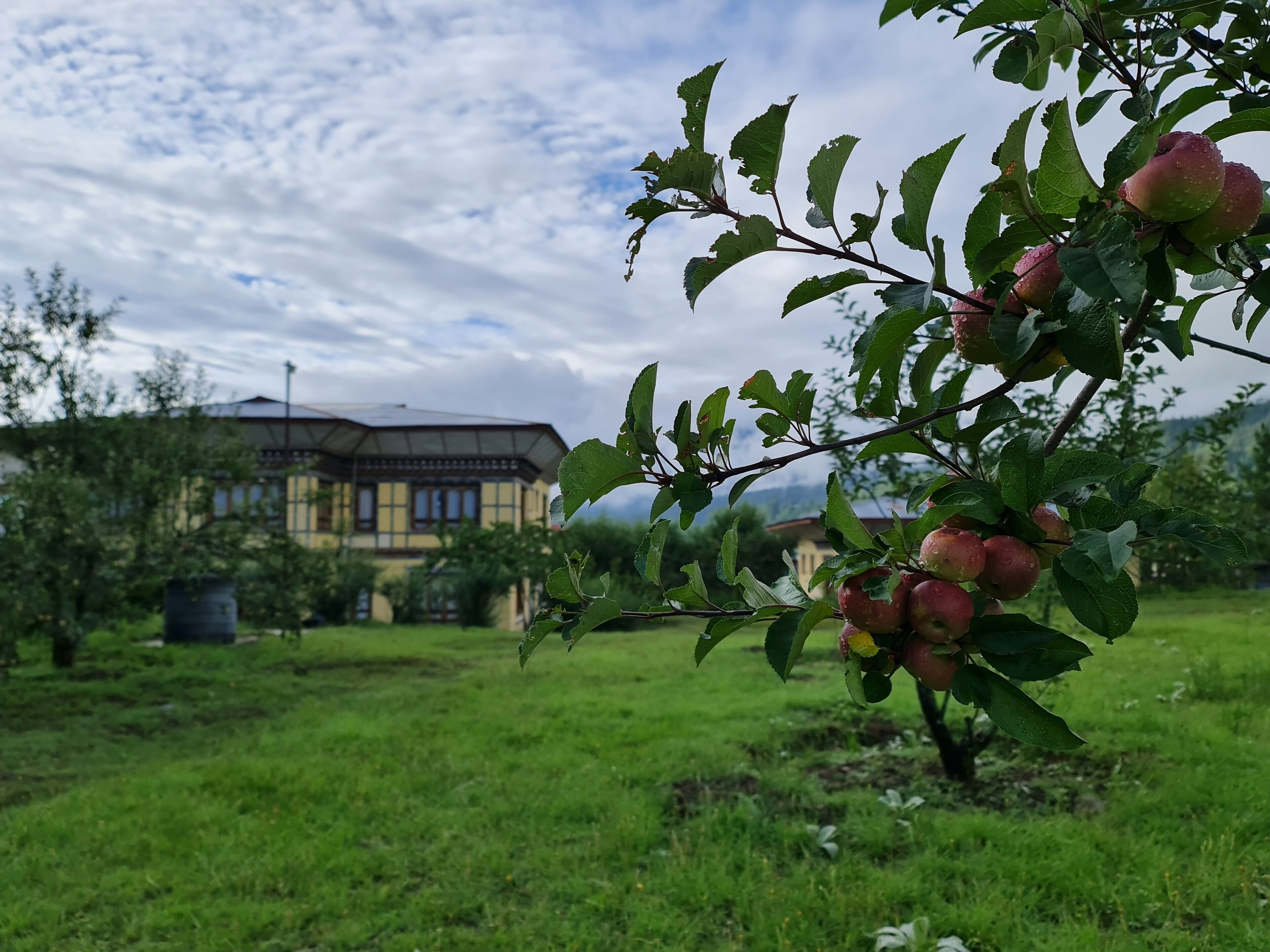 Un árbol con manzanas maduras en un campo cubierto de hierba, con un edificio al fondo.