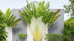 A paved walkway leading to a building with a modern design, featuring large banana leaves and a minimalist facade. - Villa CinCin (Canggu)