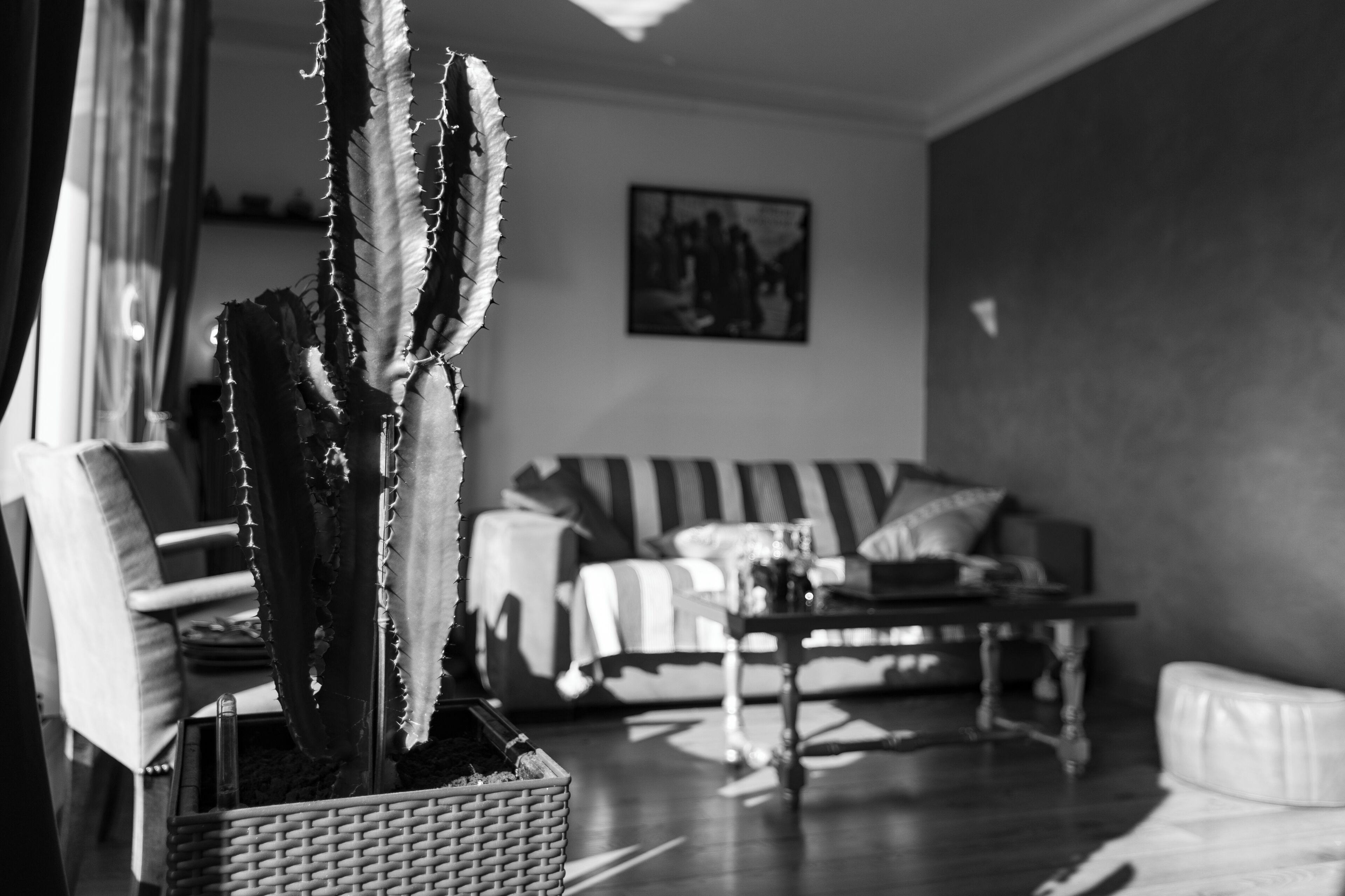 A living room with a cactus, a sofa, and a coffee table.