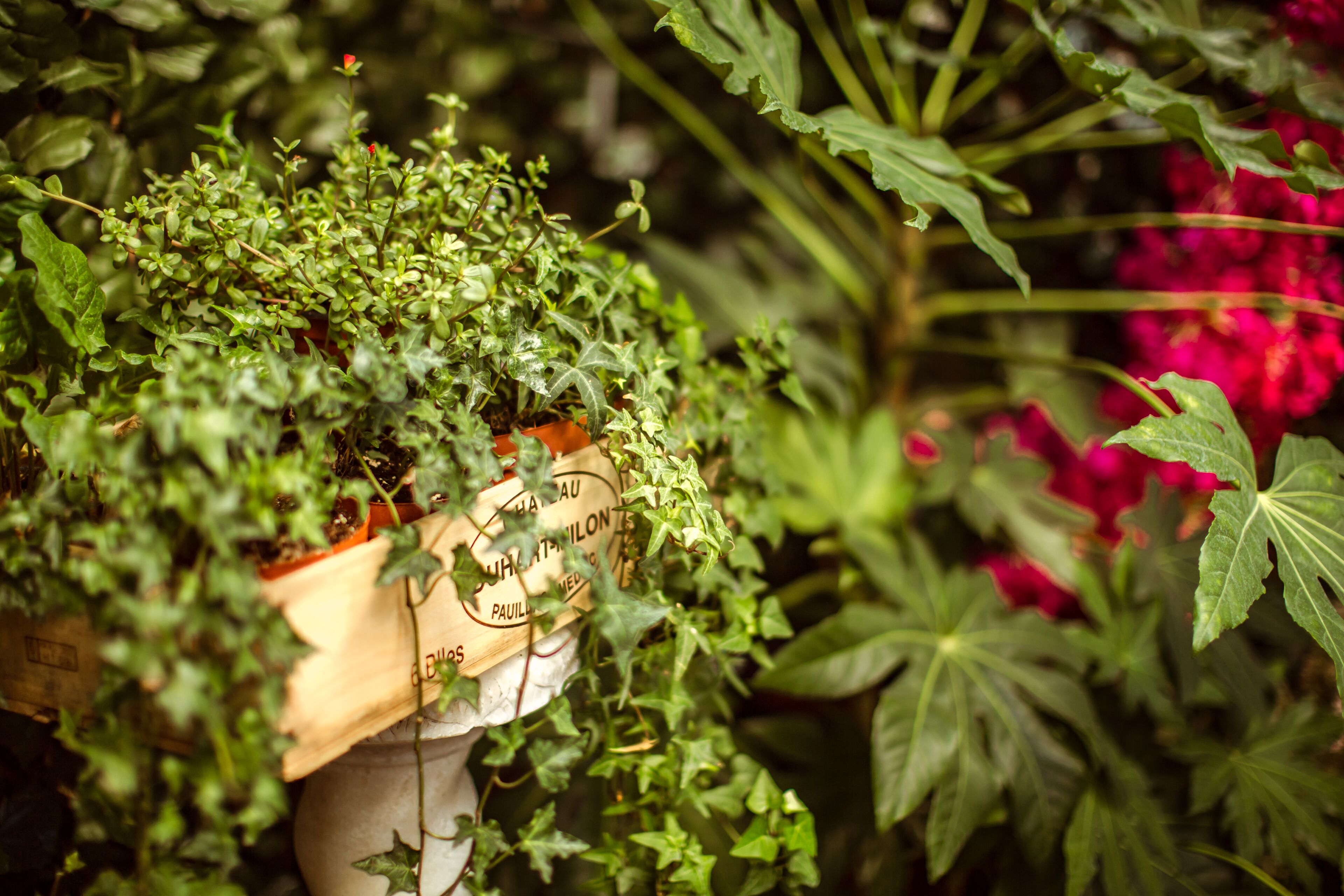 A potted plant with a wooden label.