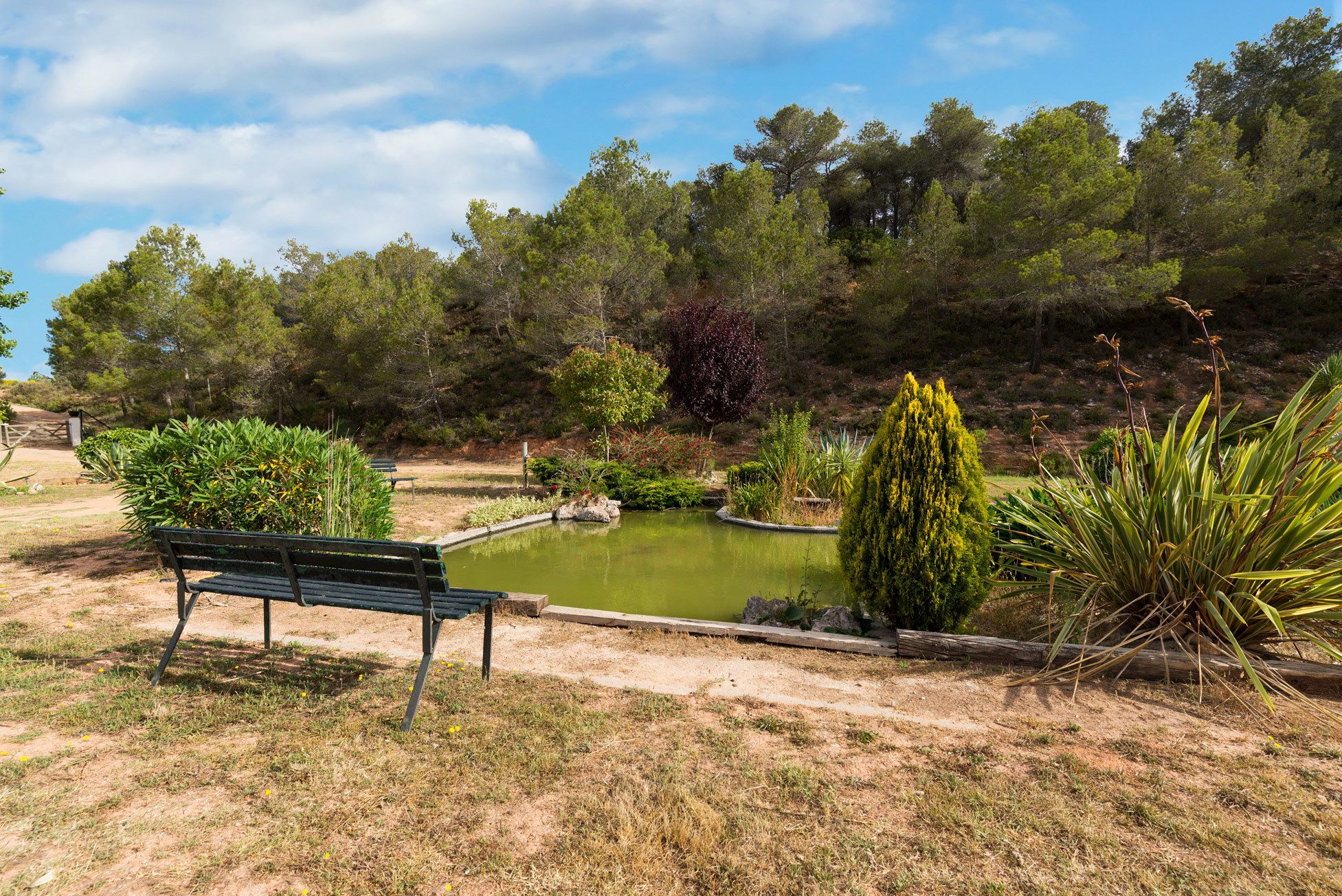 A park with a pond, a bench, and various plants.
