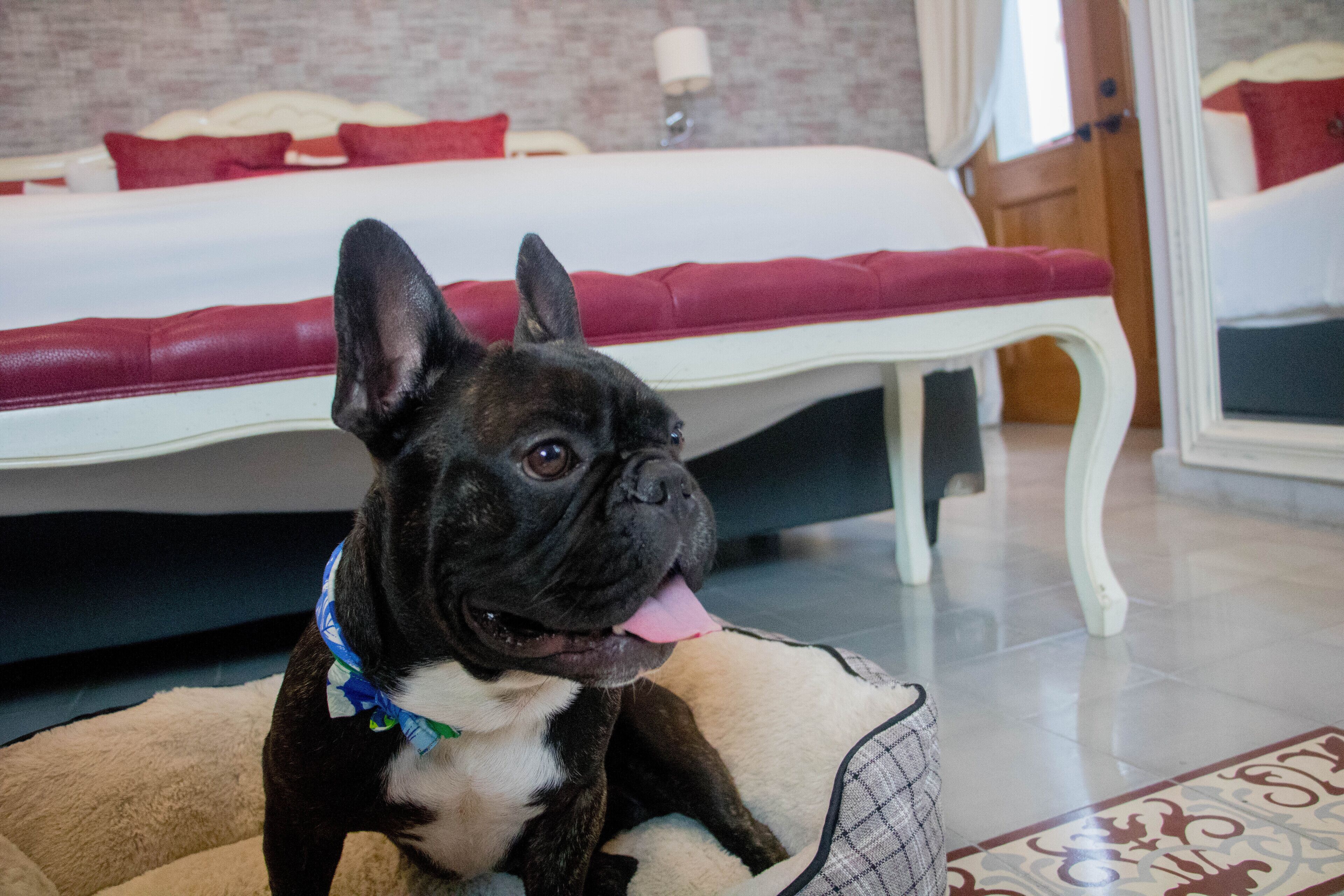 Un perro en una cama con un cojín rojo, un marco de cama blanco y una alfombra estampada.