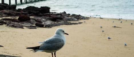 Una gaviota sobre un saliente rocoso con vista a una playa y un muelle al fondo.