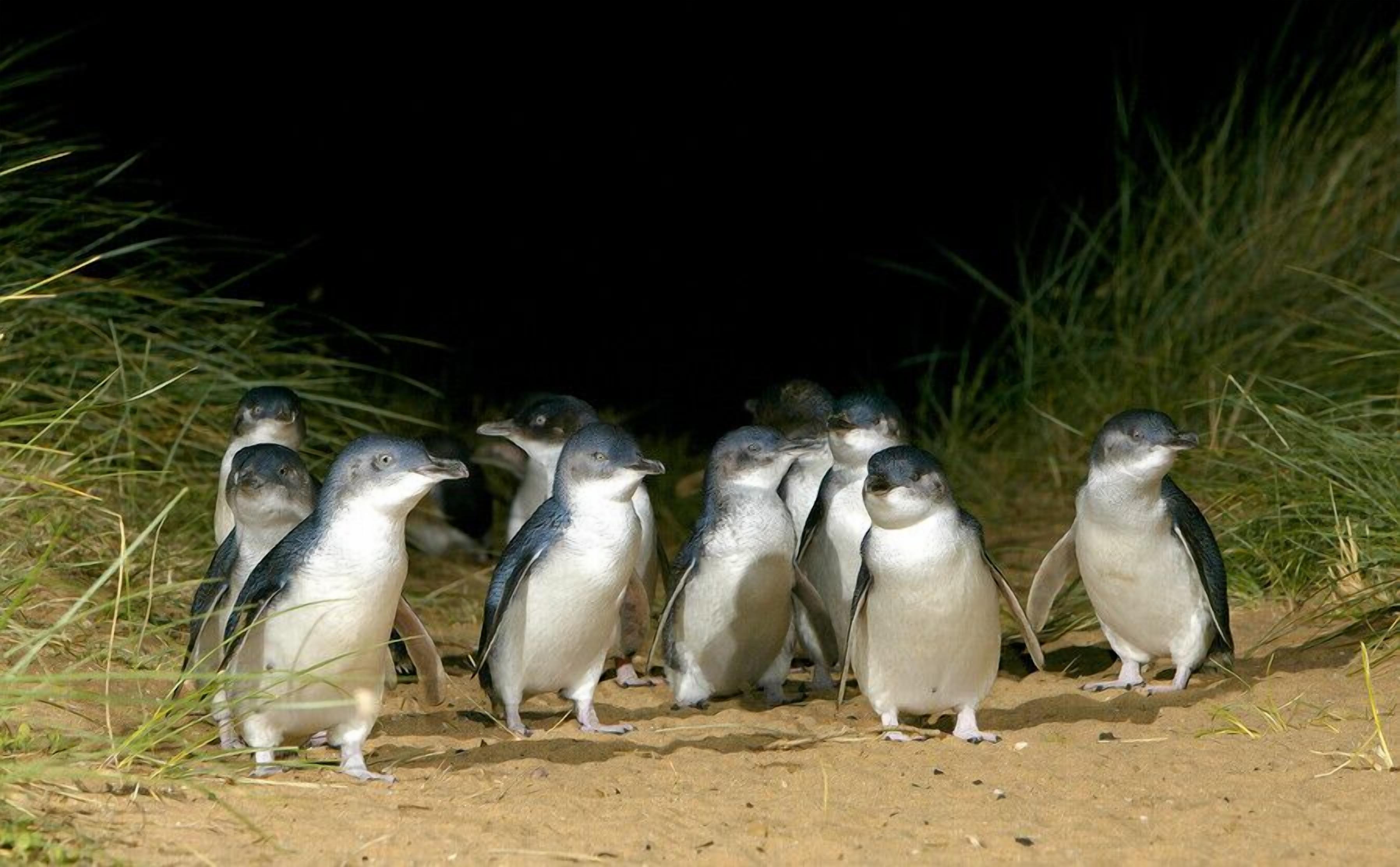 A group of penguins on a sandy beach with grass on the sides.