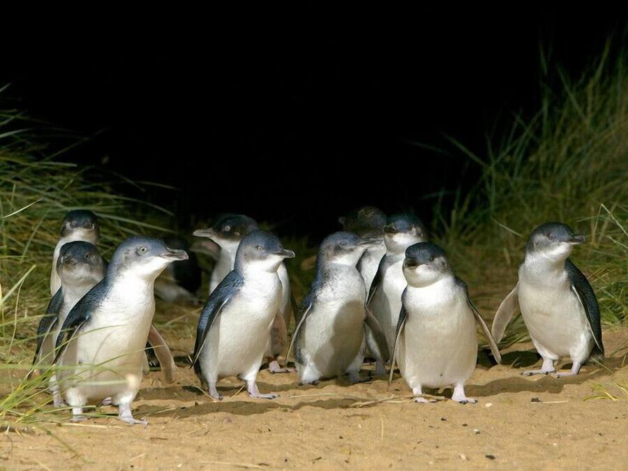 A group of penguins on a sandy beach with grass on the sides.