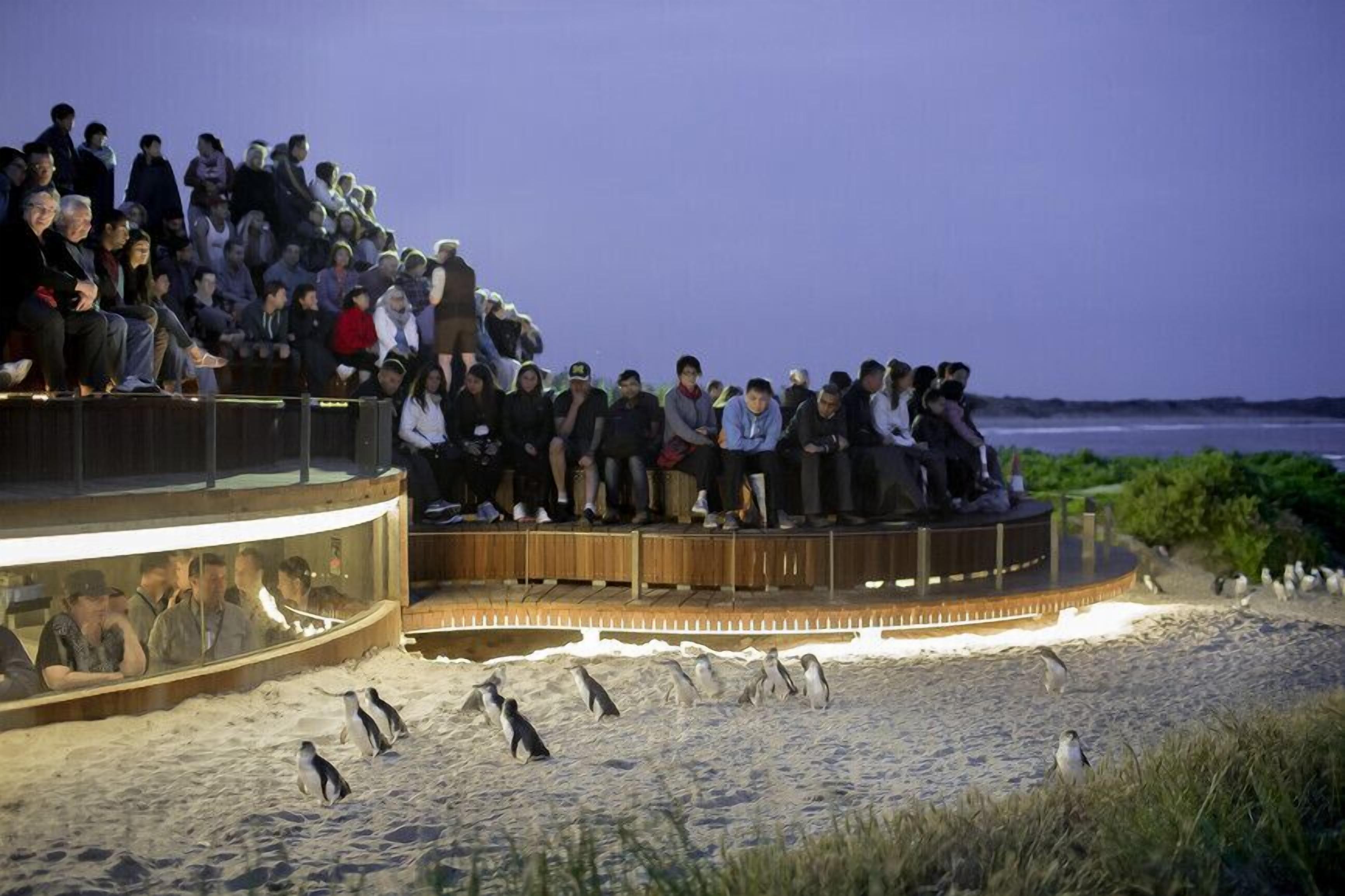A viewing platform with a railing, overlooking a sandy area with penguins and a body of water.