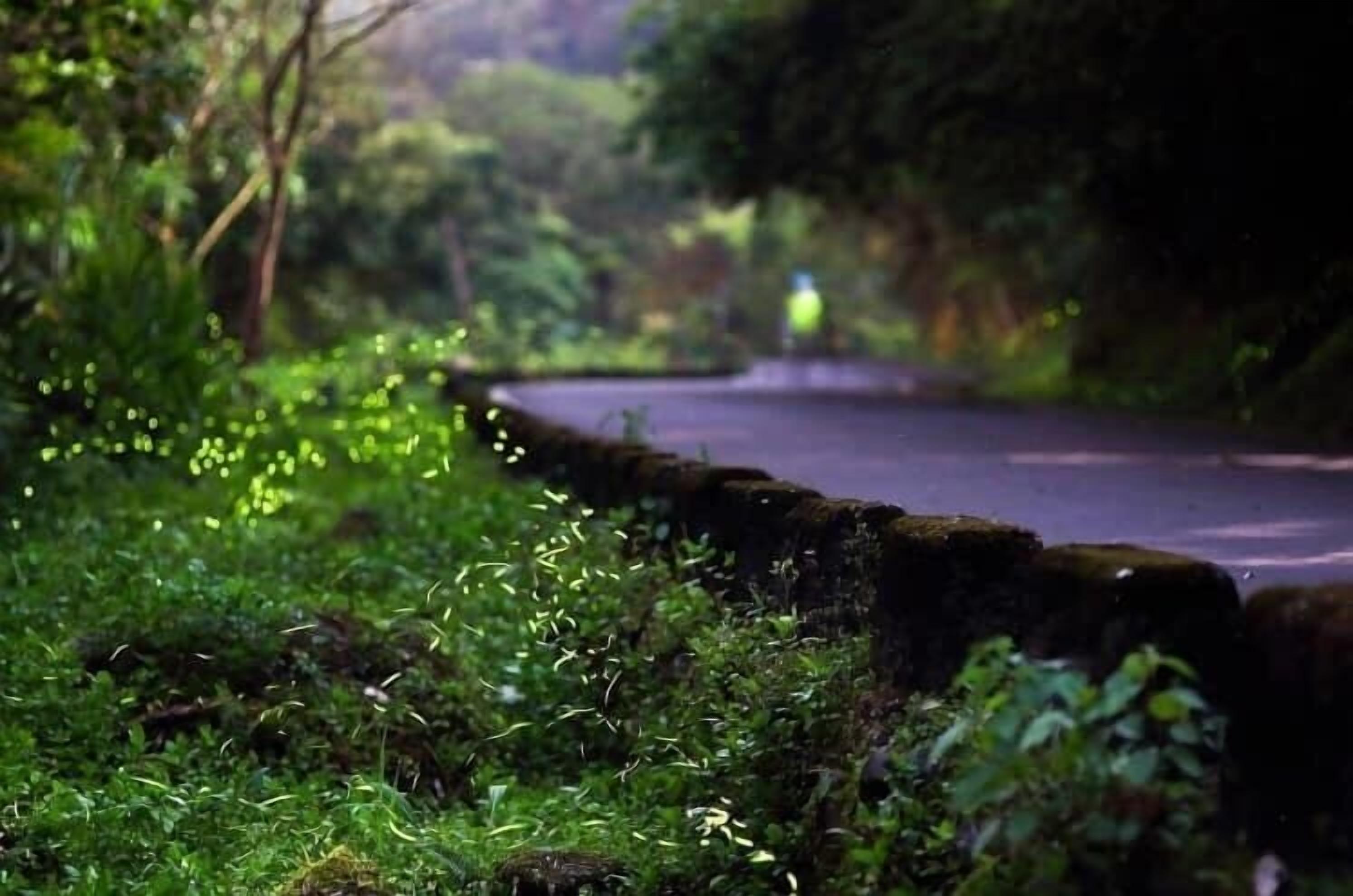 A narrow road surrounded by lush greenery and a stone wall.