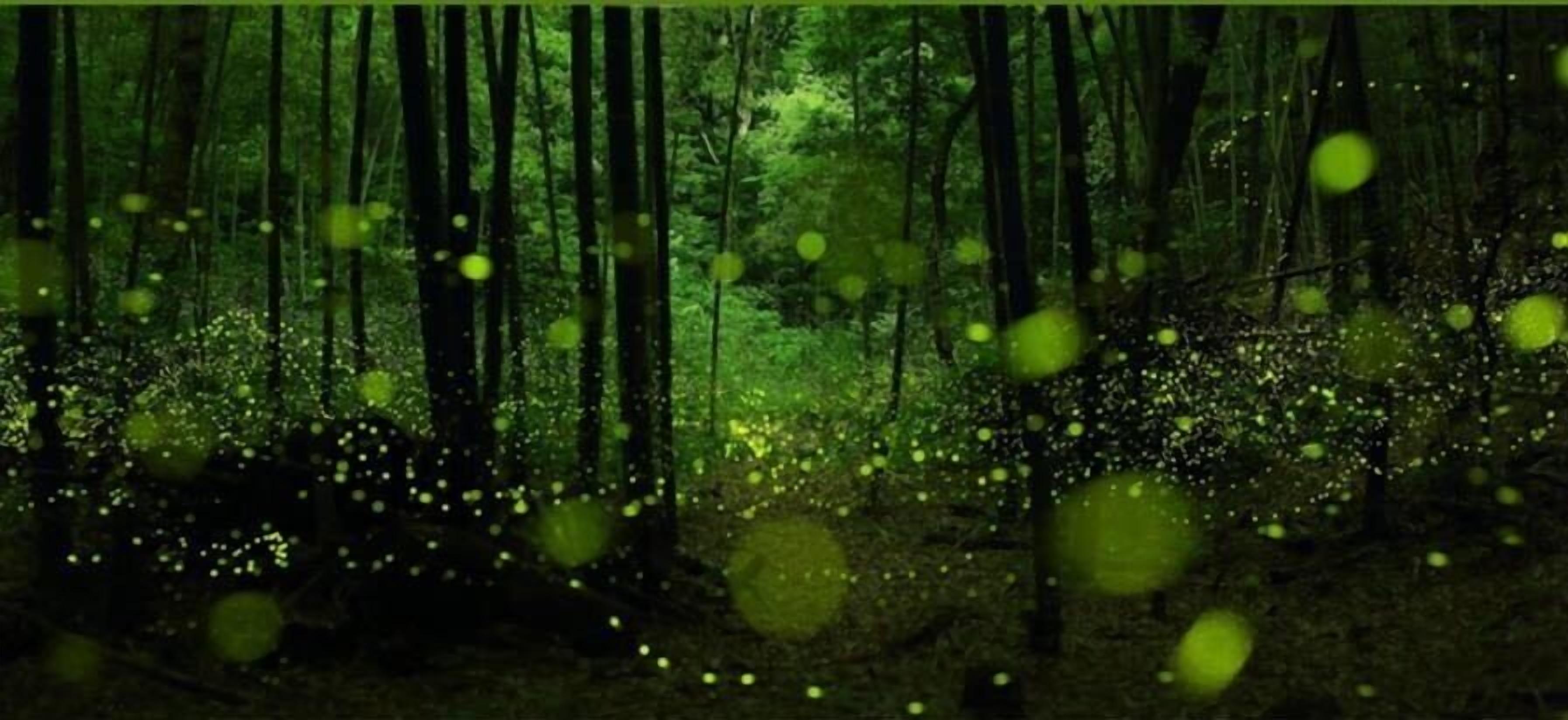 Un bosque tupido con árboles altos y un suelo cubierto de follaje verde.