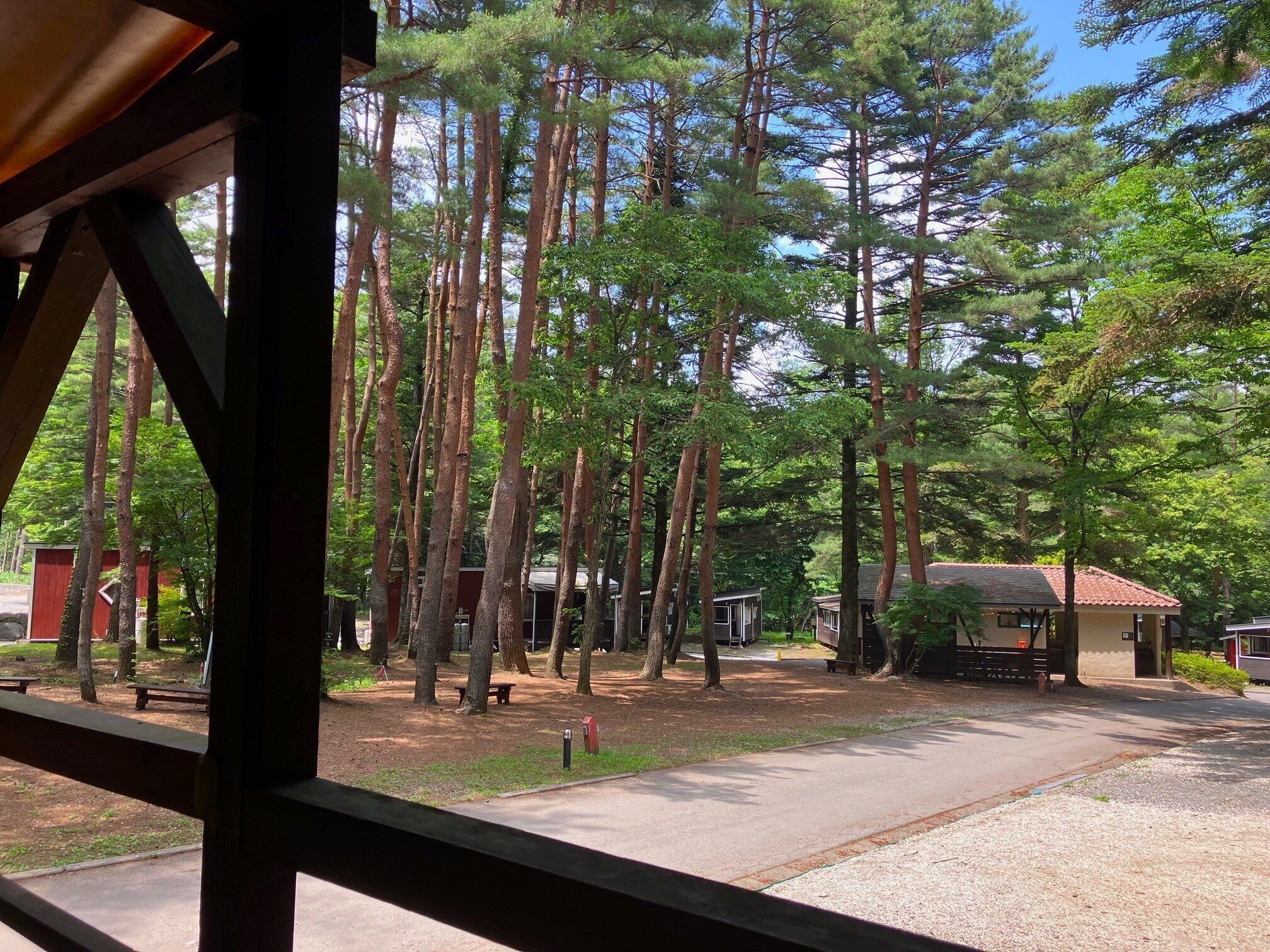 A forested area with tall trees and a small building.