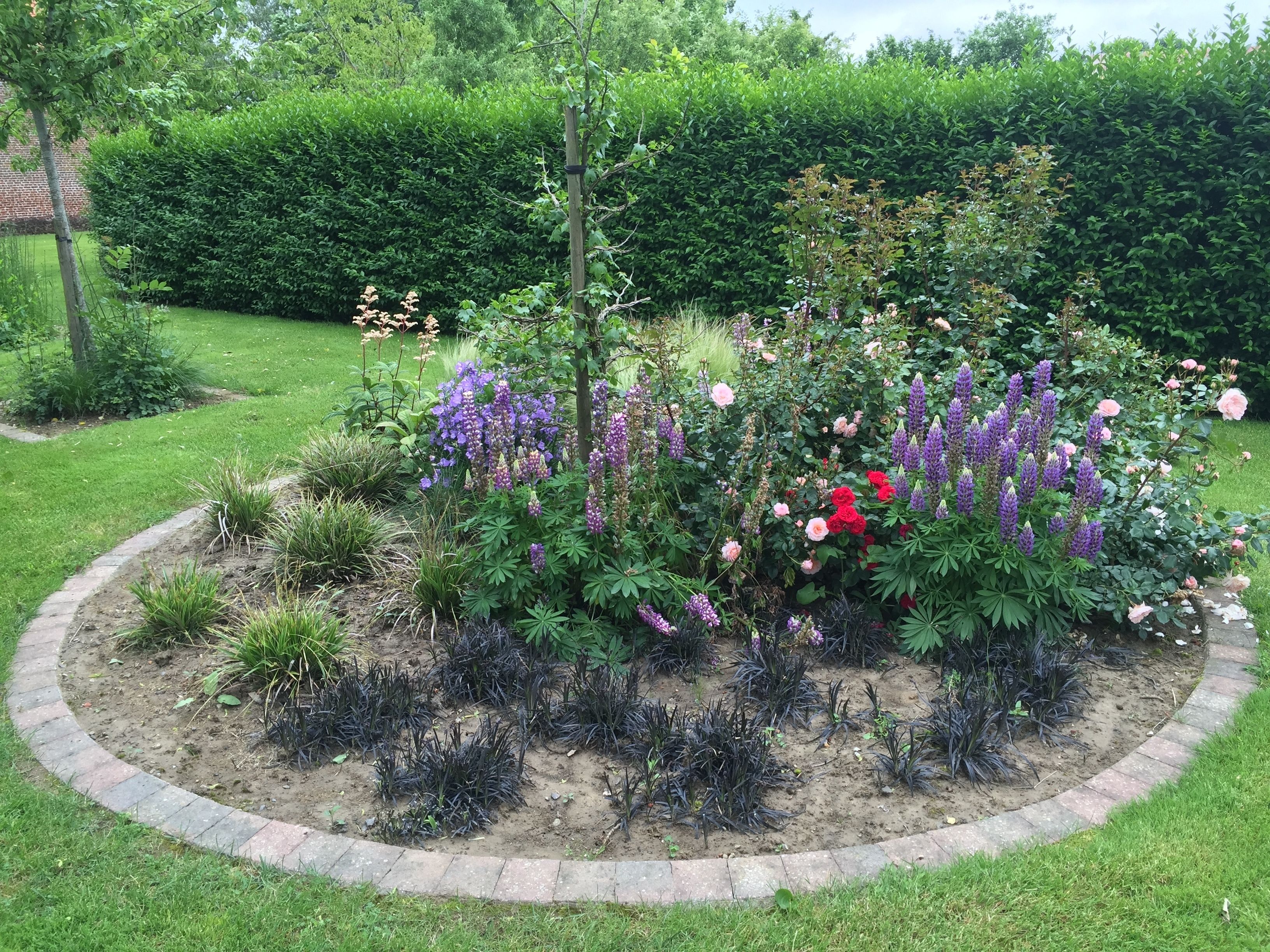 A garden with a variety of plants and flowers, including purple and red blooms, surrounded by a brick border.