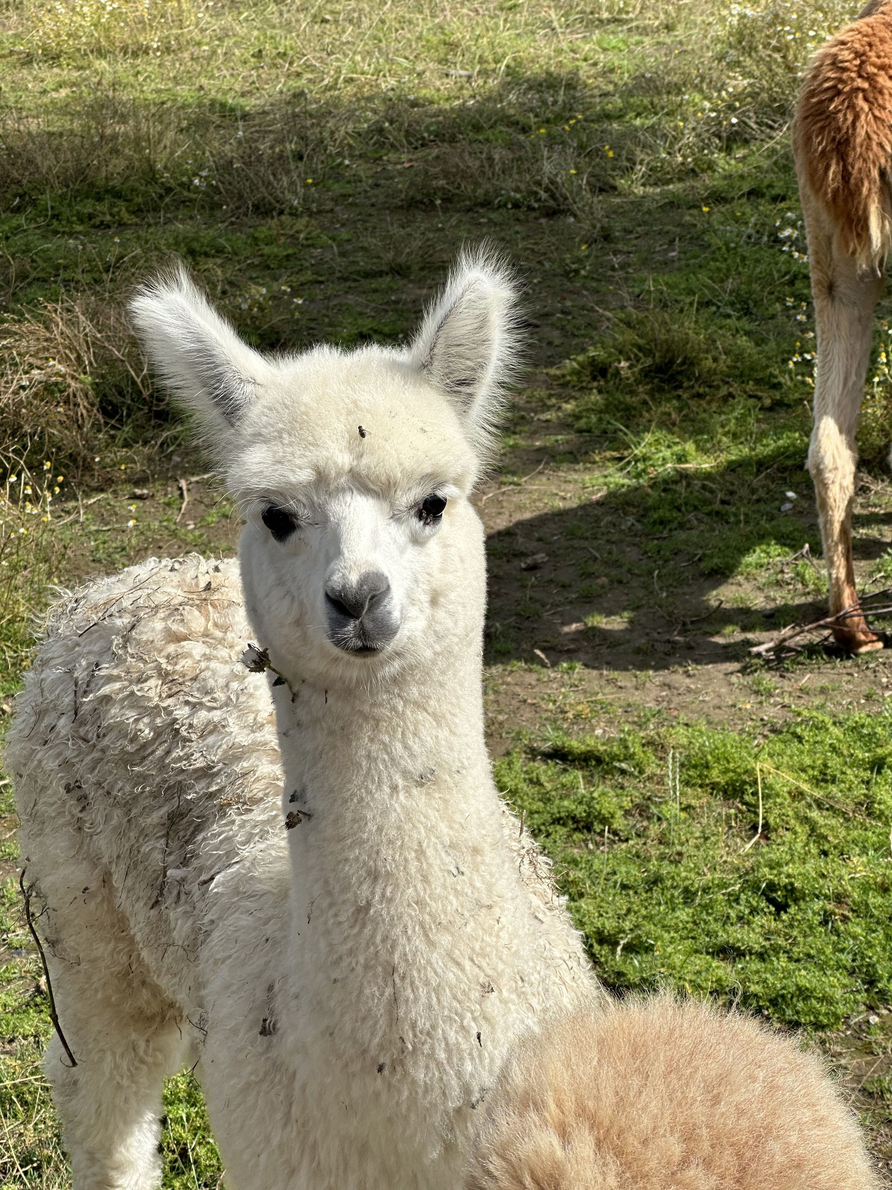 Un lama blanc se tient dans un champ d’herbe.
