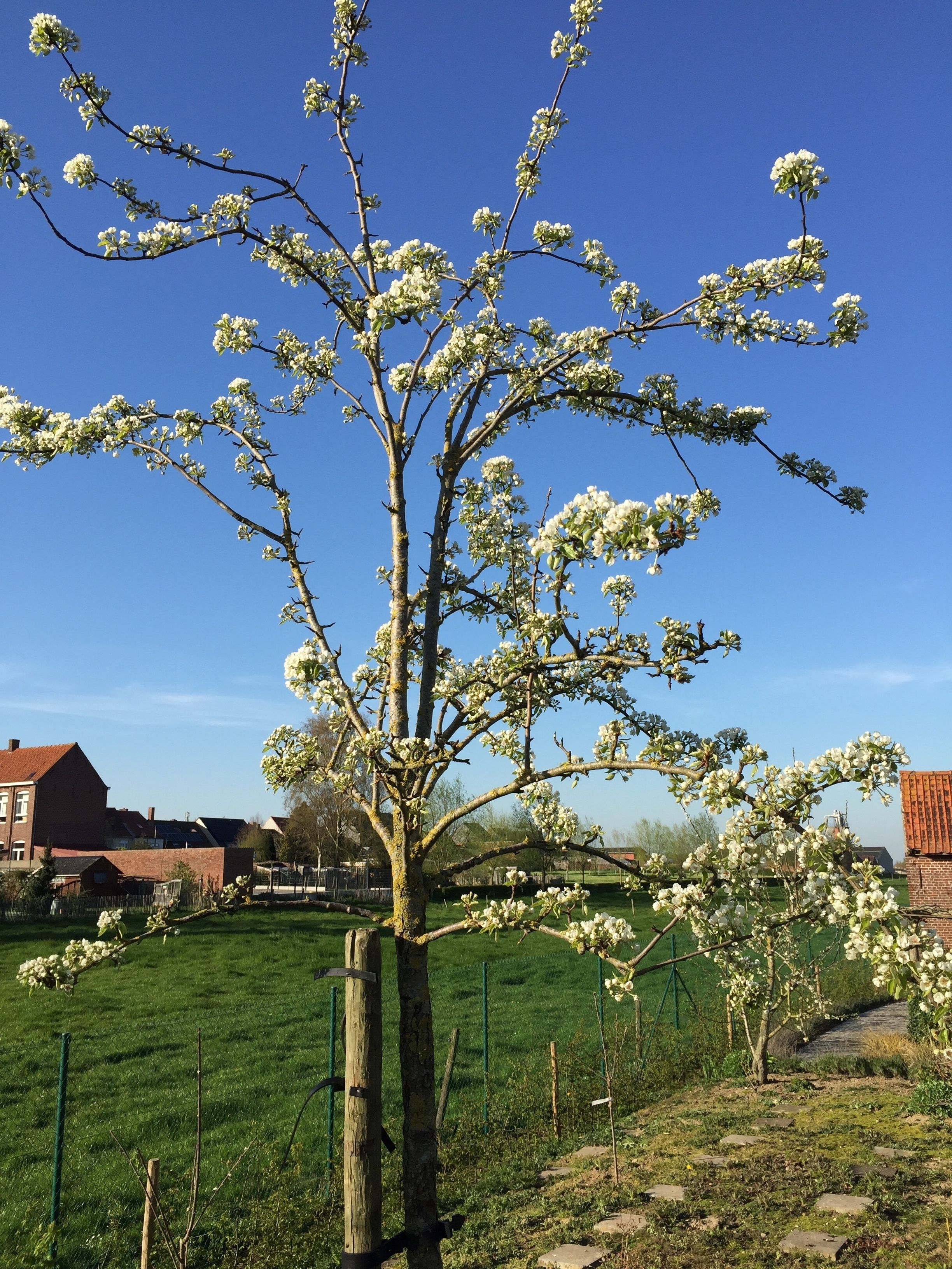 A tree with white blossoms in a grassy area with a brick building in the background.