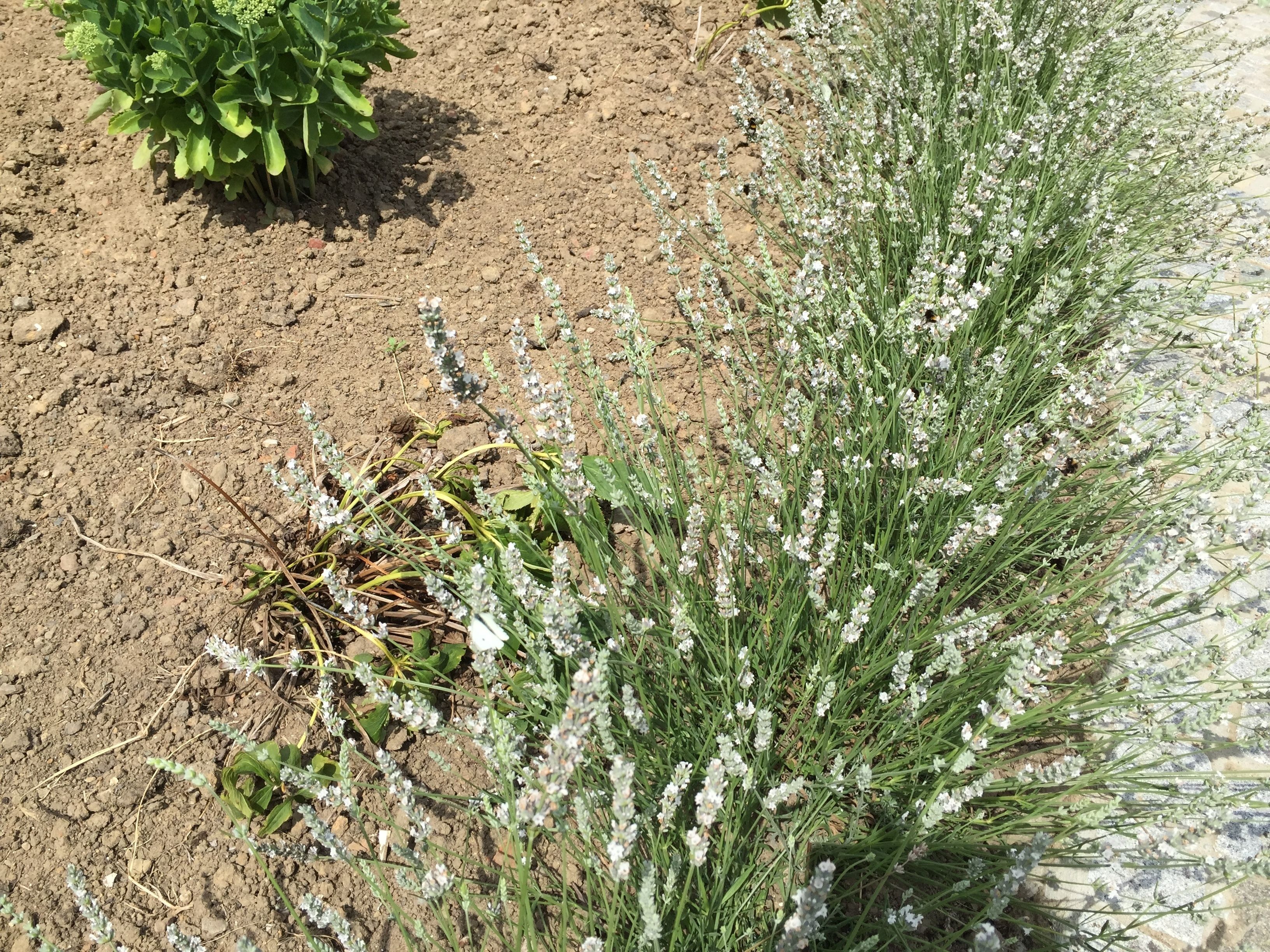 Een tuin met verschillende planten en een struikje.