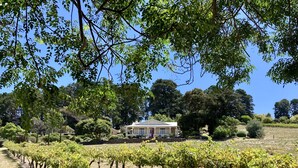 A vineyard with rows of grapevines and a house in the background. - Karawatha Cottages B&B (Blewitt Springs)