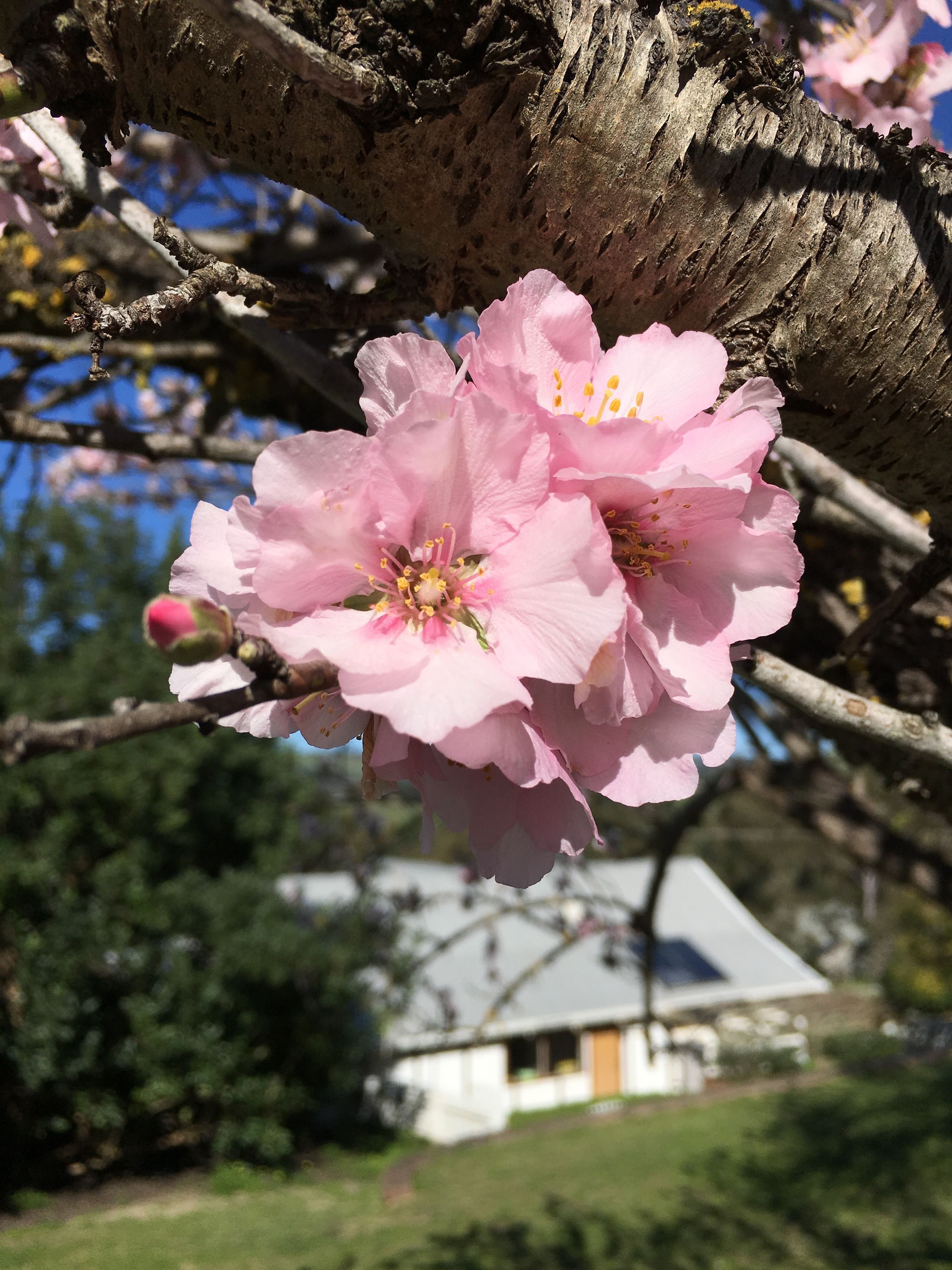 Karawatha Cottages B&B — image 28