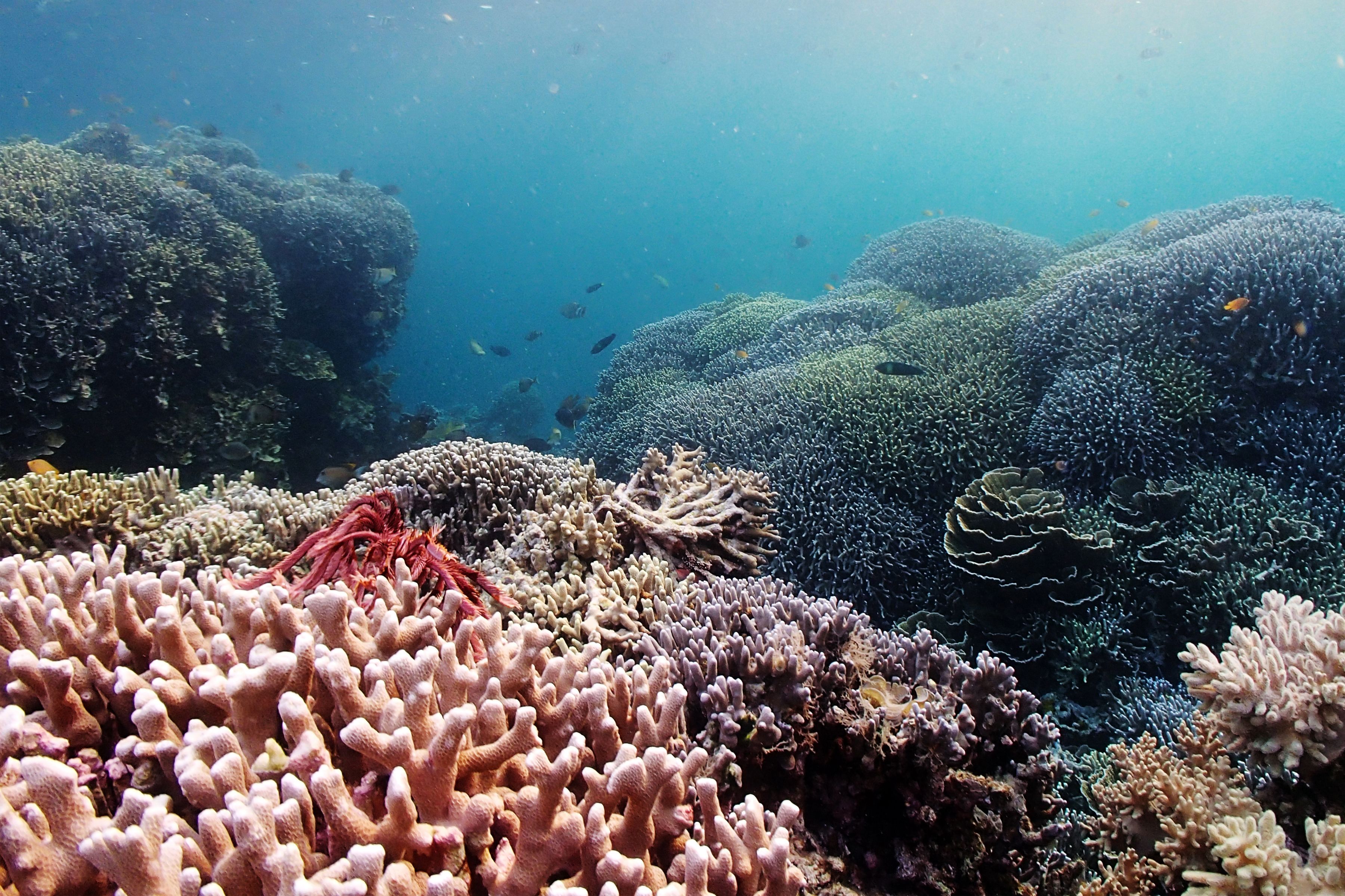 An underwater coral reef with various types of coral formations and fish swimming around.