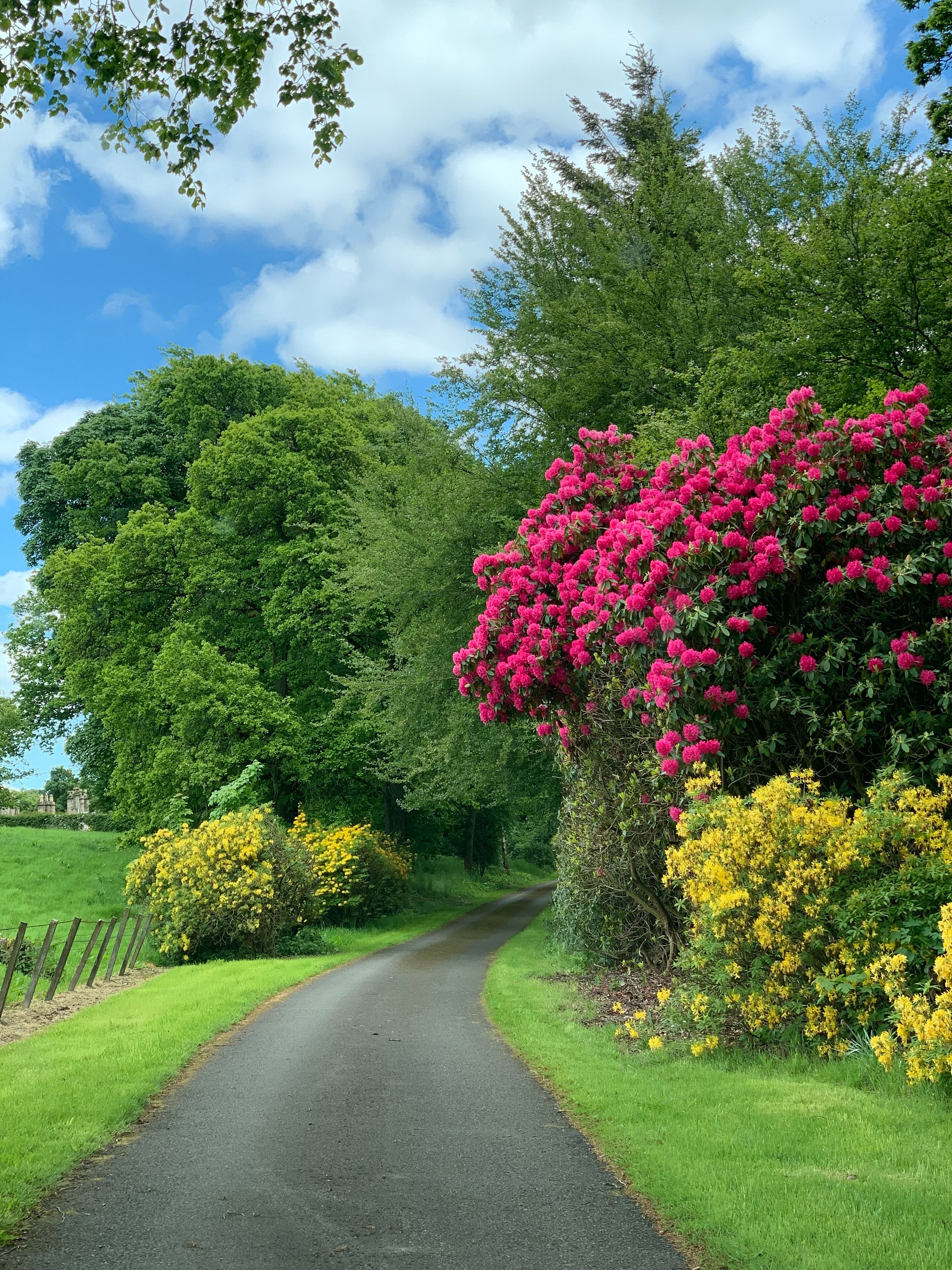 A rural road flanked by lush greenery and vibrant flowers.