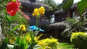 Ein Garten mit tropischen Pflanzen und einem strohgedeckten Gebäude.