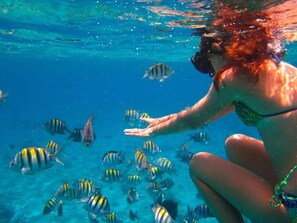 A person underwater surrounded by fish. - Parrot Resort Moalboal (Moalboal)