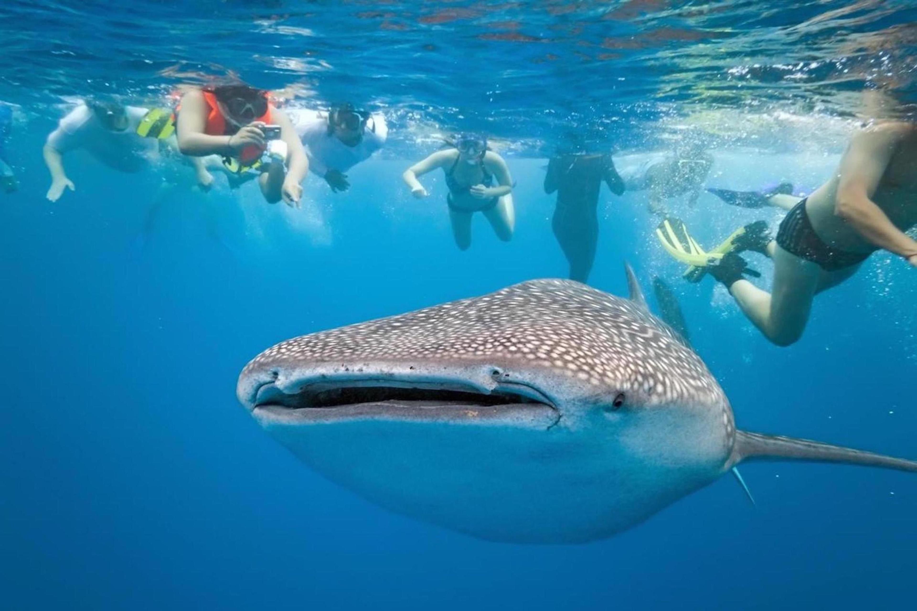 A large whale shark swimming near snorkelers in clear blue water.