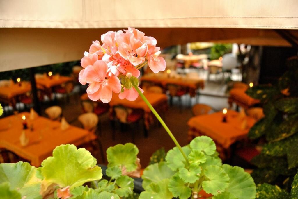 Interior de restaurante con mesas y sillas, y una flor rosa en primer plano.
