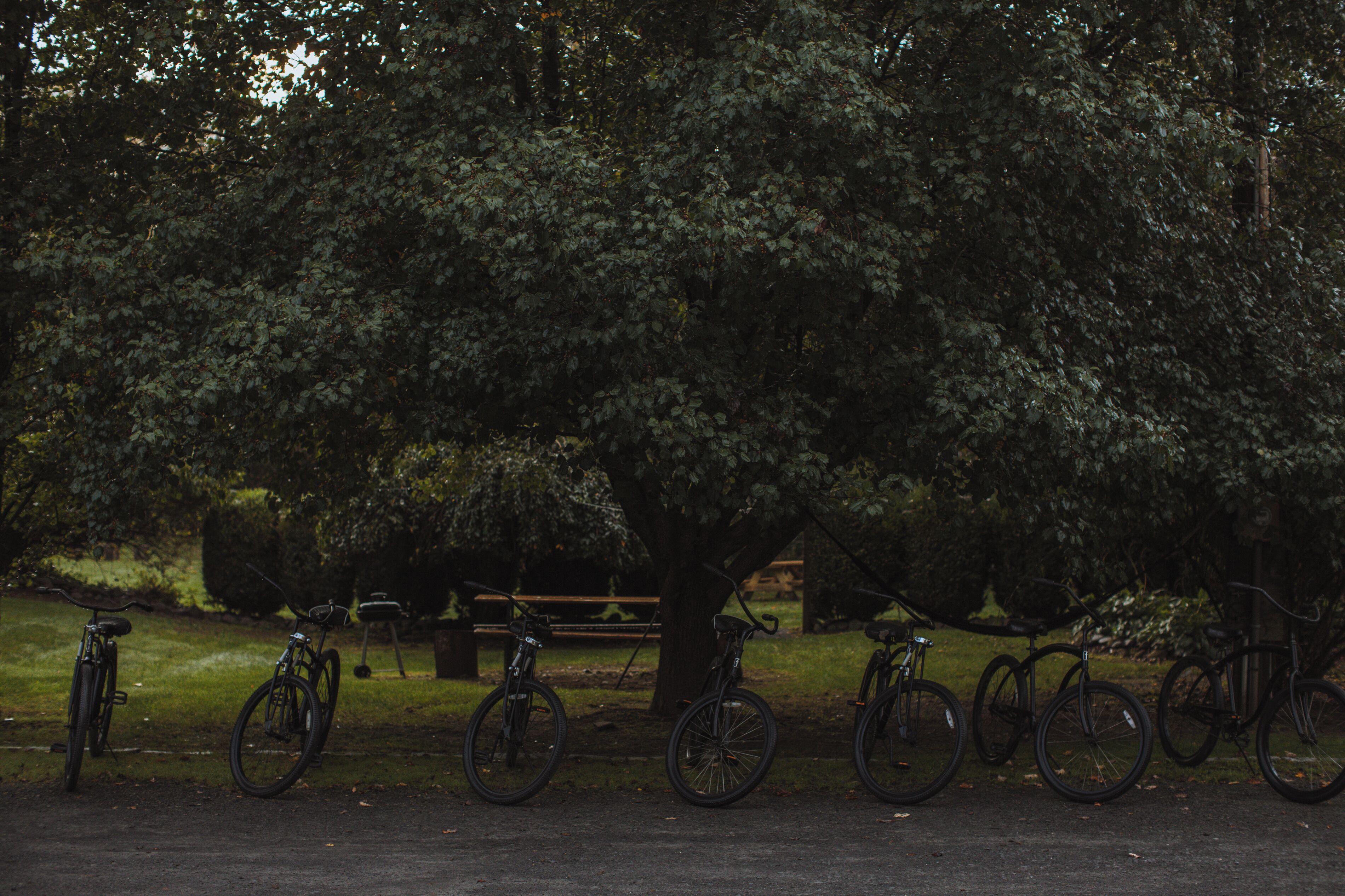 Fietsen staan onder een grote boom in een park.
