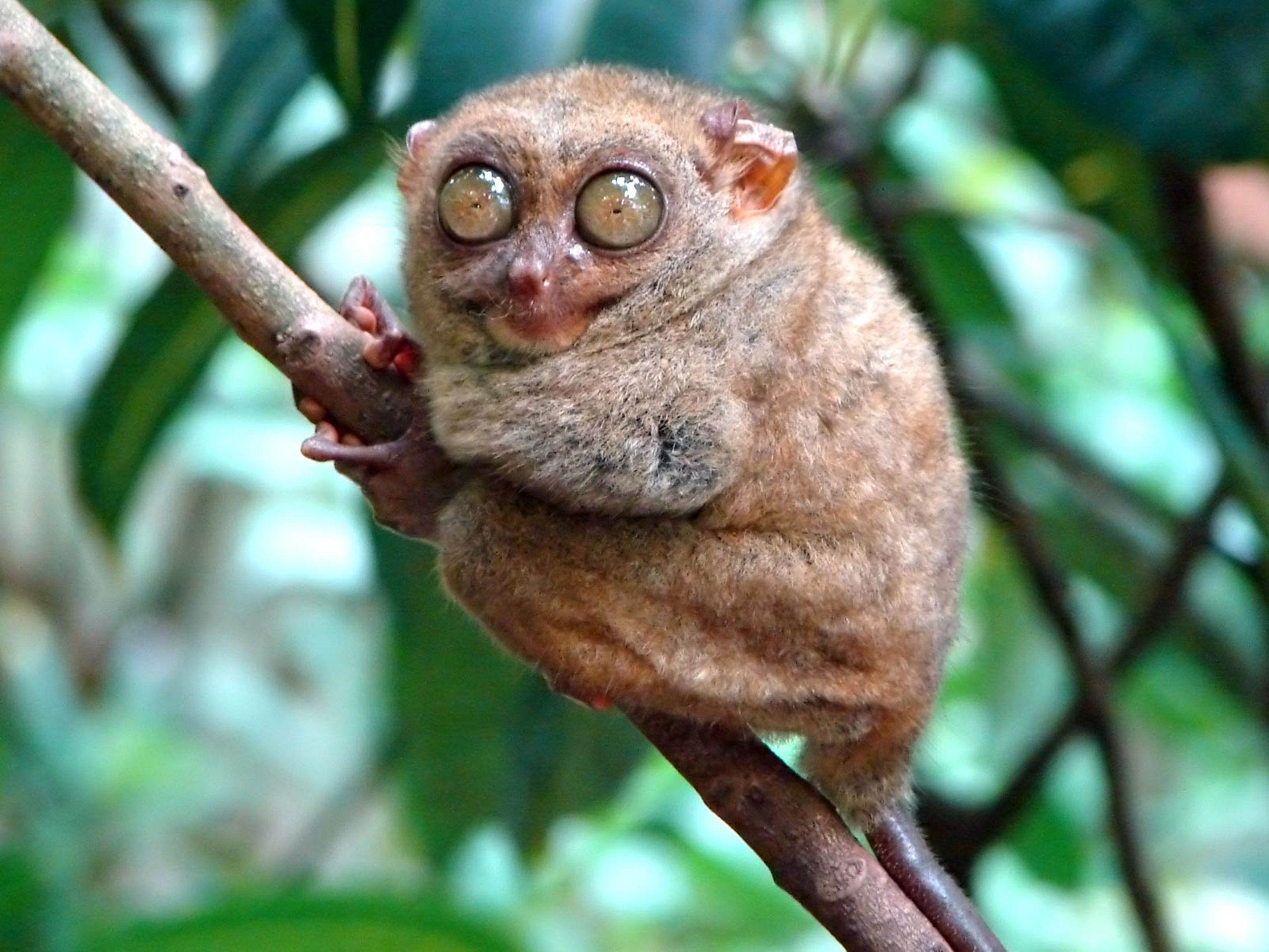 A lemur with large eyes and brown fur, perched on a branch.