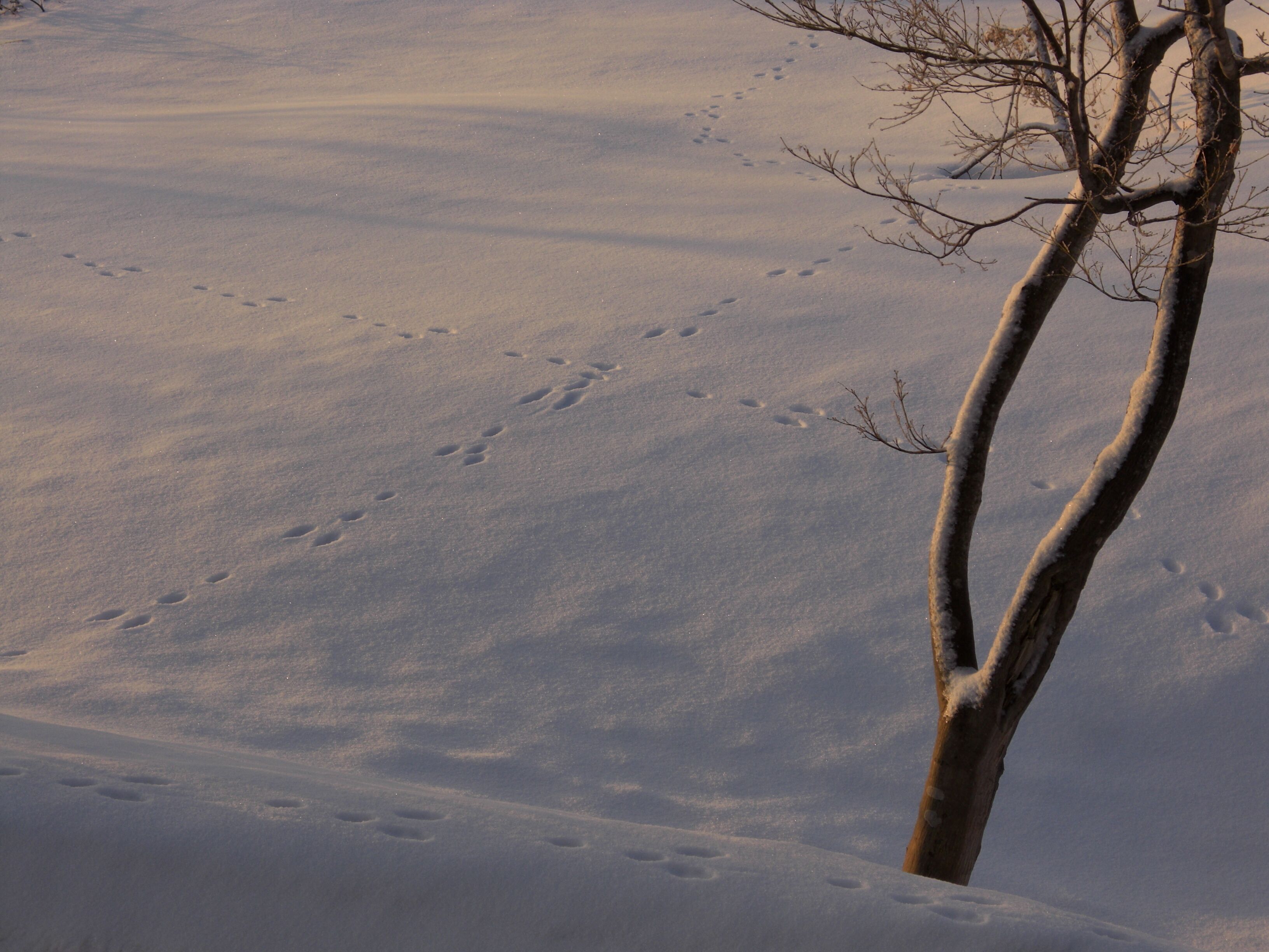 A snow-covered landscape with footprints and a bare tree.