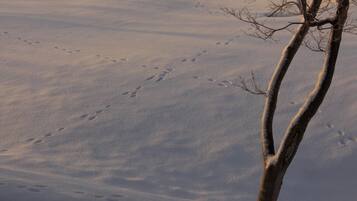 A snow-covered landscape with footprints and a bare tree.