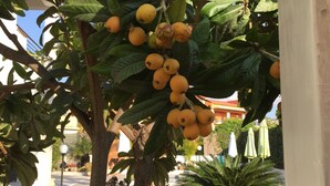 A tree with yellow fruits, a grassy area, and a building in the background. - B&B Marricriu (Avola)
